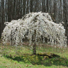 Черешня / Вишня плакуча штамбова|Prunus cerasus / avium forma shtamb|Черешня / Вишня плакучая штамбовая