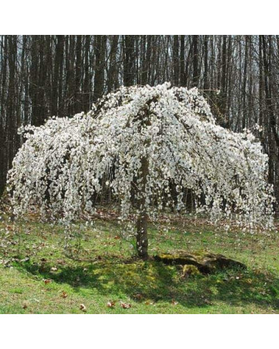 Черешня / Вишня плакуча штамбова|Prunus cerasus / avium forma shtamb|Черешня / Вишня плакучая штамбовая