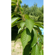 Черешня / Вишня плакуча штамбова|Prunus cerasus / avium forma shtamb|Черешня / Вишня плакучая штамбовая