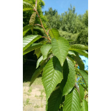 Черешня / Вишня плакуча штамбова|Prunus cerasus / avium forma shtamb|Черешня / Вишня плакучая штамбовая