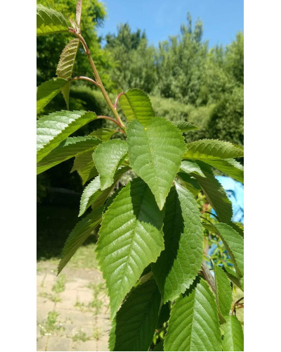 Черешня / Вишня плакуча штамбова|Prunus cerasus / avium forma shtamb|Черешня / Вишня плакучая штамбовая