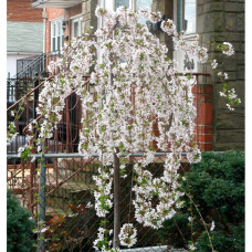 Черешня / Вишня плакуча штамбова|Prunus cerasus / avium forma shtamb|Черешня / Вишня плакучая штамбовая