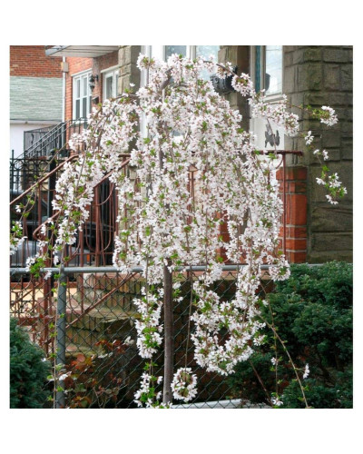 Черешня / Вишня плакуча штамбова|Prunus cerasus / avium forma shtamb|Черешня / Вишня плакучая штамбовая