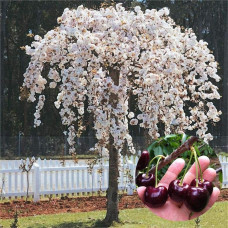 Черешня / Вишня плакуча штамбова|Prunus cerasus / avium forma shtamb|Черешня / Вишня плакучая штамбовая