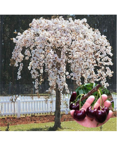 Черешня / Вишня плакуча штамбова|Prunus cerasus / avium forma shtamb|Черешня / Вишня плакучая штамбовая