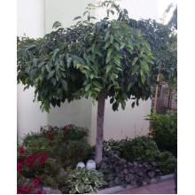 Черешня / Вишня плакуча штамбова|Prunus cerasus / avium forma shtamb|Черешня / Вишня плакучая штамбовая