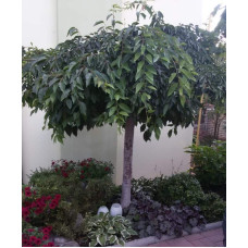 Черешня / Вишня плакуча штамбова|Prunus cerasus / avium forma shtamb|Черешня / Вишня плакучая штамбовая