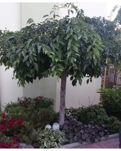 Черешня / Вишня плакуча штамбова|Prunus cerasus / avium forma shtamb|Черешня / Вишня плакучая штамбовая