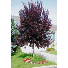 Черемха віргінська Канада Ред | Prunus virginiana Canada Red | Черёмуха виргинская Канада Ред
