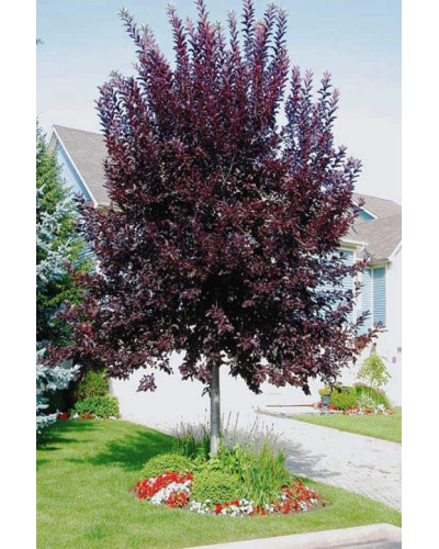 Черемха віргінська Канада Ред | Prunus virginiana Canada Red | Черёмуха виргинская Канада Ред
