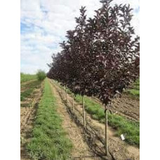 Черемха віргінська Канада Ред | Prunus virginiana Canada Red | Черёмуха виргинская Канада Ред