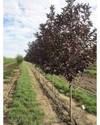 Черемха віргінська Канада Ред | Prunus virginiana Canada Red | Черёмуха виргинская Канада Ред