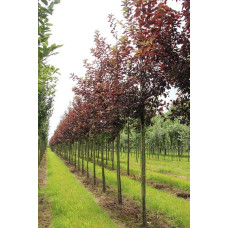 Черемха віргінська Канада Ред | Prunus virginiana Canada Red | Черёмуха виргинская Канада Ред