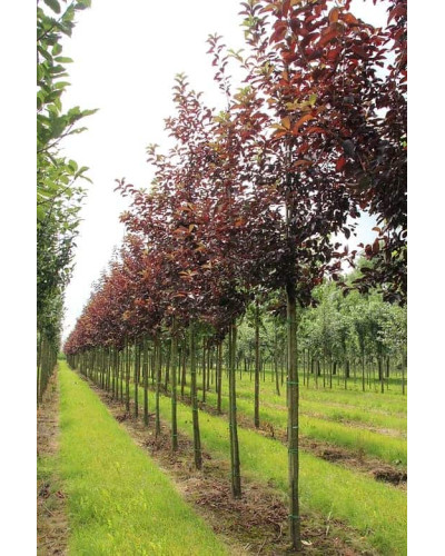 Черемха віргінська Канада Ред | Prunus virginiana Canada Red | Черёмуха виргинская Канада Ред