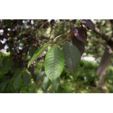 Черемха віргінська Канада Ред | Prunus virginiana Canada Red | Черёмуха виргинская Канада Ред