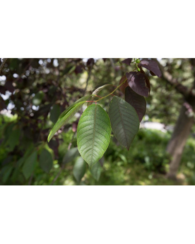 Черемха віргінська Канада Ред | Prunus virginiana Canada Red | Черёмуха виргинская Канада Ред