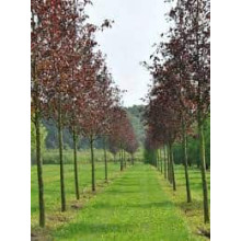 Черемха віргінська Канада Ред | Prunus virginiana Canada Red | Черёмуха виргинская Канада Ред