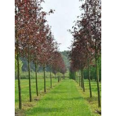 Черемха віргінська Канада Ред | Prunus virginiana Canada Red | Черёмуха виргинская Канада Ред