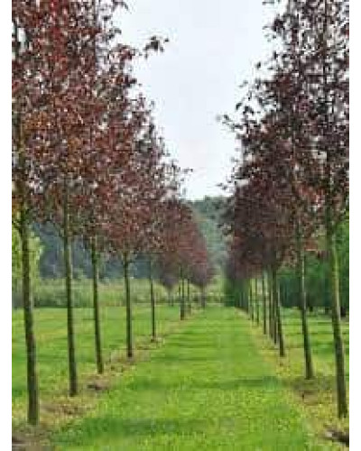 Черемха віргінська Канада Ред | Prunus virginiana Canada Red | Черёмуха виргинская Канада Ред