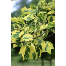 Тюльпанове дерево/Ліріодендрон Ауреамаргіната | Liriodendron tulipifera Aureomarginatum | Тюльпановое дерево/Лириодендрон Ауреамаргината