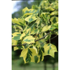 Тюльпанове дерево/Ліріодендрон Ауреамаргіната | Liriodendron tulipifera Aureomarginatum | Тюльпановое дерево/Лириодендрон Ауреамаргината