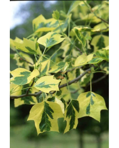 Тюльпанове дерево/Ліріодендрон Ауреамаргіната | Liriodendron tulipifera Aureomarginatum | Тюльпановое дерево/Лириодендрон Ауреамаргината