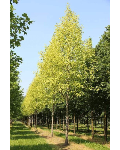 Тюльпанове дерево/Ліріодендрон Ауреамаргіната | Liriodendron tulipifera Aureomarginatum | Тюльпановое дерево/Лириодендрон Ауреамаргината