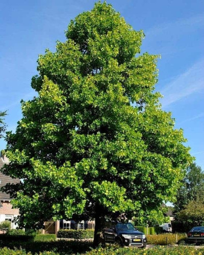 Тюльпанове дерево/Ліріодендрон Ауреамаргіната | Liriodendron tulipifera Aureomarginatum | Тюльпановое дерево/Лириодендрон Ауреамаргината