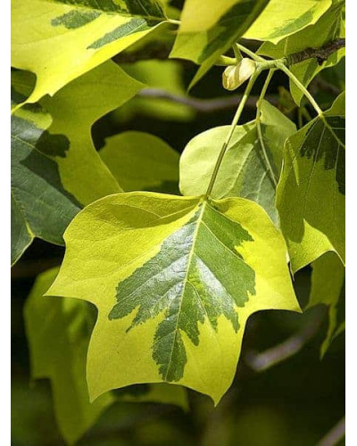 Тюльпанове дерево/Ліріодендрон Ауреамаргіната | Liriodendron tulipifera Aureomarginatum | Тюльпановое дерево/Лириодендрон Ауреамаргината