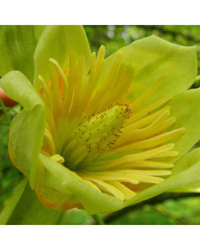 Тюльпанове дерево/Ліріодендрон Ауреамаргіната | Liriodendron tulipifera Aureomarginatum | Тюльпановое дерево/Лириодендрон Ауреамаргината