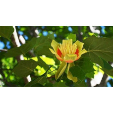 Тюльпанове дерево/Ліріодендрон Ауреамаргіната | Liriodendron tulipifera Aureomarginatum | Тюльпановое дерево/Лириодендрон Ауреамаргината