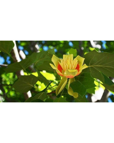 Тюльпанове дерево/Ліріодендрон Ауреамаргіната | Liriodendron tulipifera Aureomarginatum | Тюльпановое дерево/Лириодендрон Ауреамаргината