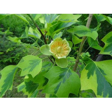 Тюльпанове дерево/Ліріодендрон Ауреамаргіната | Liriodendron tulipifera Aureomarginatum | Тюльпановое дерево/Лириодендрон Ауреамаргината