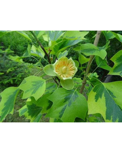 Тюльпанове дерево/Ліріодендрон Ауреамаргіната | Liriodendron tulipifera Aureomarginatum | Тюльпановое дерево/Лириодендрон Ауреамаргината