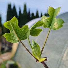 Тюльпанове дерево/Ліріодендрон Ауреамаргіната | Liriodendron tulipifera Aureomarginatum | Тюльпановое дерево/Лириодендрон Ауреамаргината