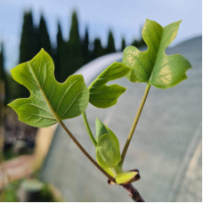 Тюльпанове дерево/Ліріодендрон Ауреамаргіната | Liriodendron tulipifera Aureomarginatum | Тюльпановое дерево/Лириодендрон Ауреамаргината