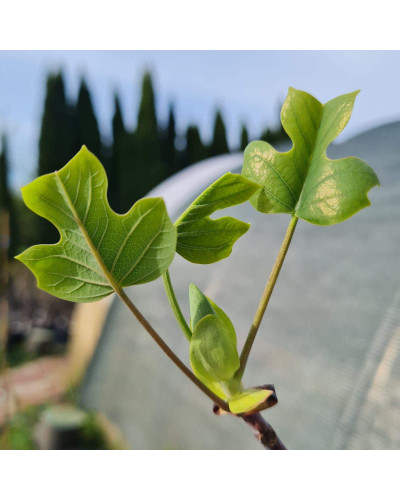 Тюльпанове дерево/Ліріодендрон Ауреамаргіната | Liriodendron tulipifera Aureomarginatum | Тюльпановое дерево/Лириодендрон Ауреамаргината
