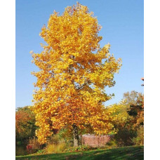 Тюльпанове дерево/Ліріодендрон Ауреамаргіната | Liriodendron tulipifera Aureomarginatum | Тюльпановое дерево/Лириодендрон Ауреамаргината