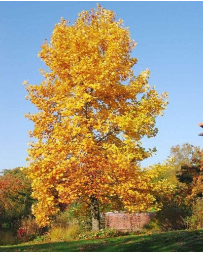 Тюльпанове дерево/Ліріодендрон Ауреамаргіната | Liriodendron tulipifera Aureomarginatum | Тюльпановое дерево/Лириодендрон Ауреамаргината