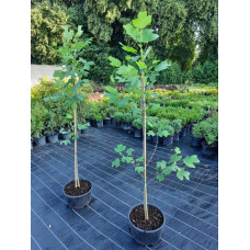 Тюльпанове дерево/Ліріодендрон Ауреамаргіната | Liriodendron tulipifera Aureomarginatum | Тюльпановое дерево/Лириодендрон Ауреамаргината