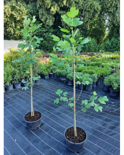 Тюльпанове дерево/Ліріодендрон Ауреамаргіната | Liriodendron tulipifera Aureomarginatum | Тюльпановое дерево/Лириодендрон Ауреамаргината