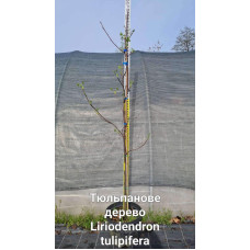Тюльпанове дерево/Ліріодендрон Ауреамаргіната | Liriodendron tulipifera Aureomarginatum | Тюльпановое дерево/Лириодендрон Ауреамаргината