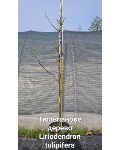 Тюльпанове дерево/Ліріодендрон Ауреамаргіната | Liriodendron tulipifera Aureomarginatum | Тюльпановое дерево/Лириодендрон Ауреамаргината