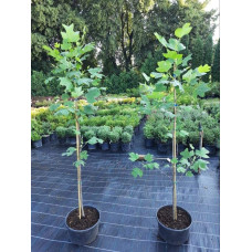 Тюльпанове дерево/Ліріодендрон Ауреамаргіната | Liriodendron tulipifera Aureomarginatum | Тюльпановое дерево/Лириодендрон Ауреамаргината