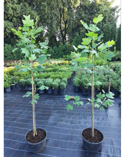 Тюльпанове дерево/Ліріодендрон Ауреамаргіната | Liriodendron tulipifera Aureomarginatum | Тюльпановое дерево/Лириодендрон Ауреамаргината
