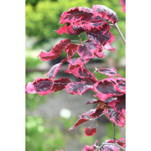Бук лісовий Пурпуреа Триколор | Fagus sylvatica Purpurea Tricolor | Бук лесной Атропуницеа Пурпуреа