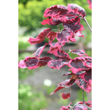 Бук лісовий Пурпуреа Триколор | Fagus sylvatica Purpurea Tricolor | Бук лесной Атропуницеа Пурпуреа