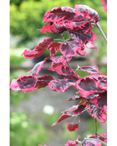 Бук лісовий Пурпуреа Триколор | Fagus sylvatica Purpurea Tricolor | Бук лесной Атропуницеа Пурпуреа