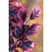 Бук лісовий Пурпуреа Триколор | Fagus sylvatica Purpurea Tricolor | Бук лесной Атропуницеа Пурпуреа