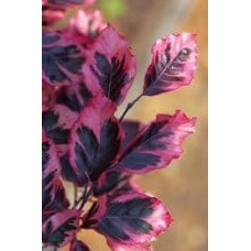 Бук лісовий Пурпуреа Триколор | Fagus sylvatica Purpurea Tricolor | Бук лесной Атропуницеа Пурпуреа